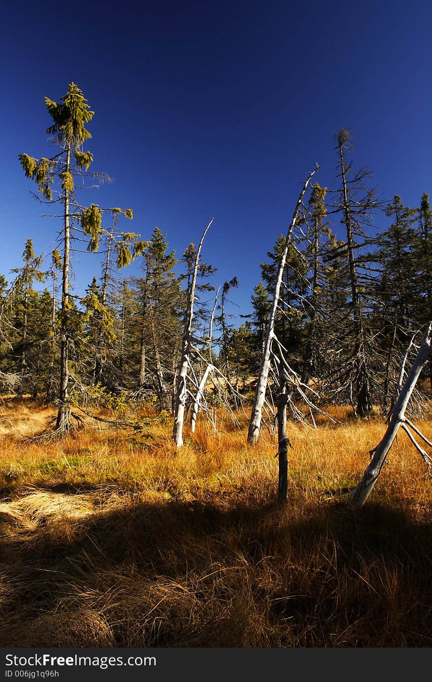 Peat-bog in Giant mountains