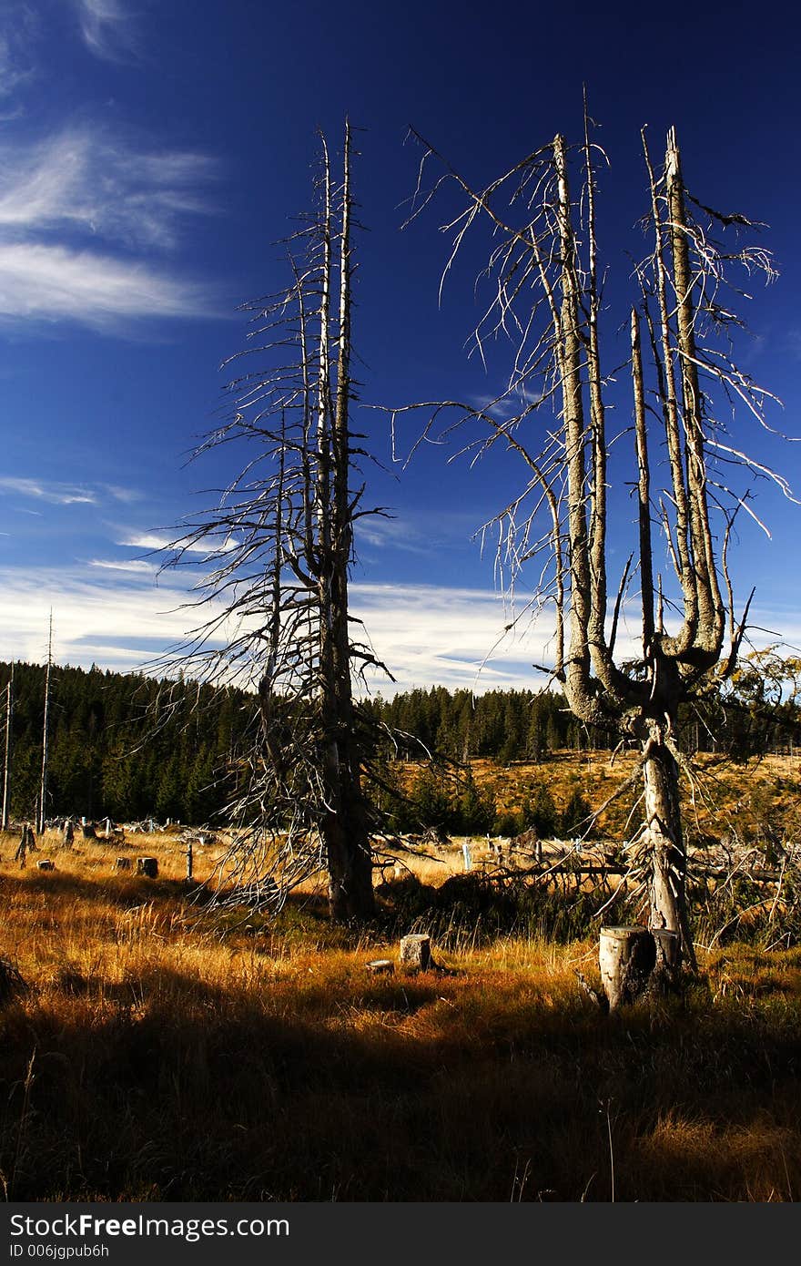 Peat-bog in Giant mountains (Černohorské rašeliniště)