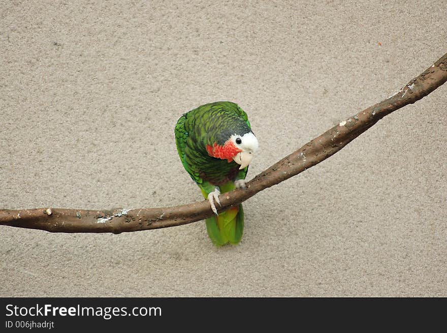 Cuban Parrot