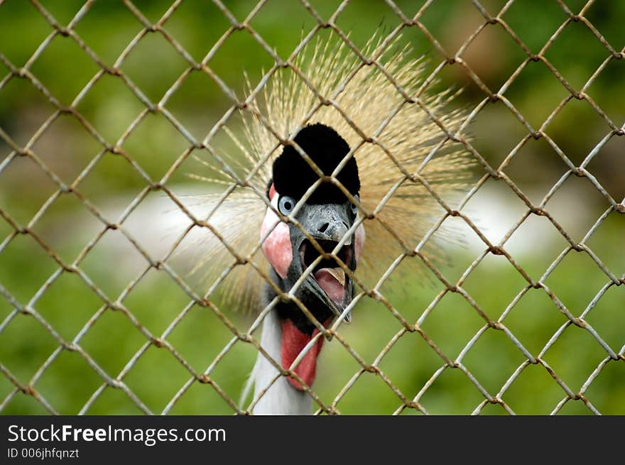 Crowned Crane