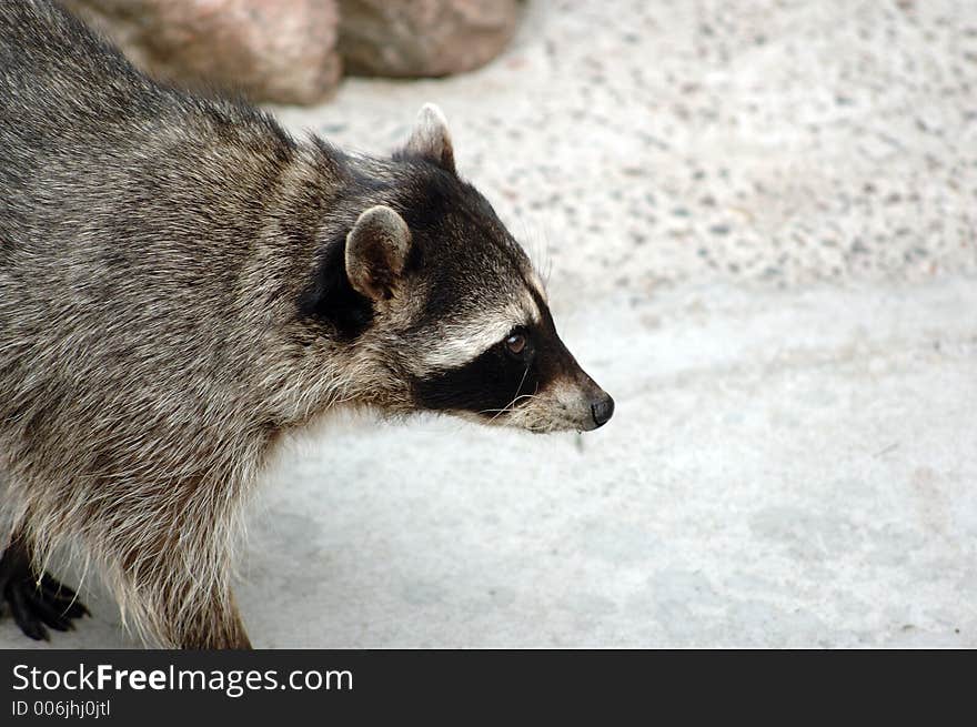 Raccoon