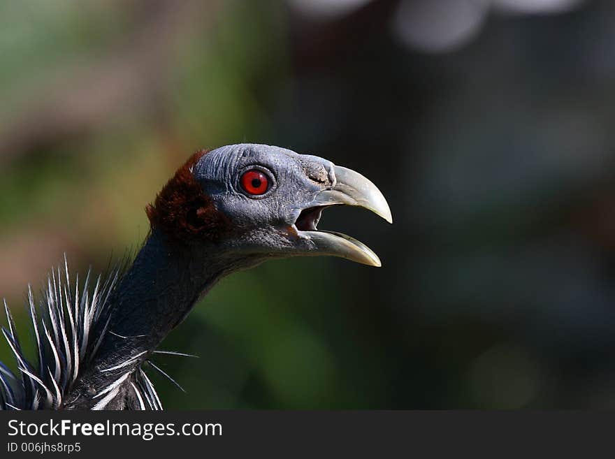 Vulturine guineafowl