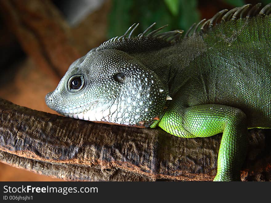 Closeup shoot of iguana