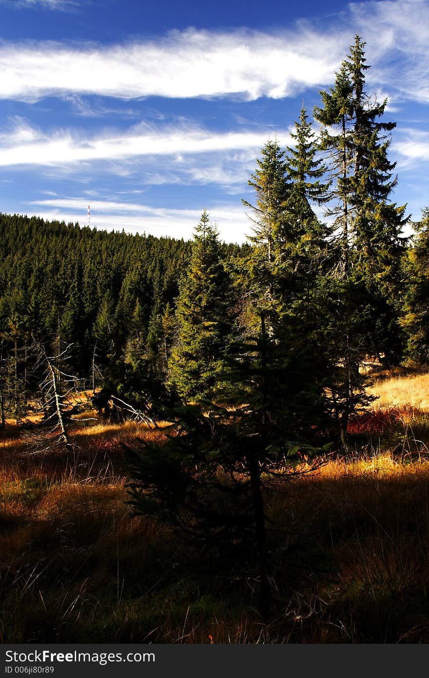 Peat-bog in Giant mountains