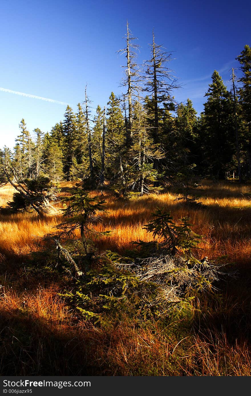 Peat-bog in Giant mountains