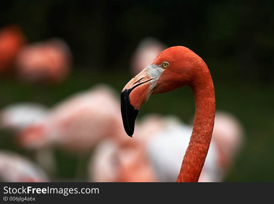 Flamingo spirit, cuban flamingo - detail