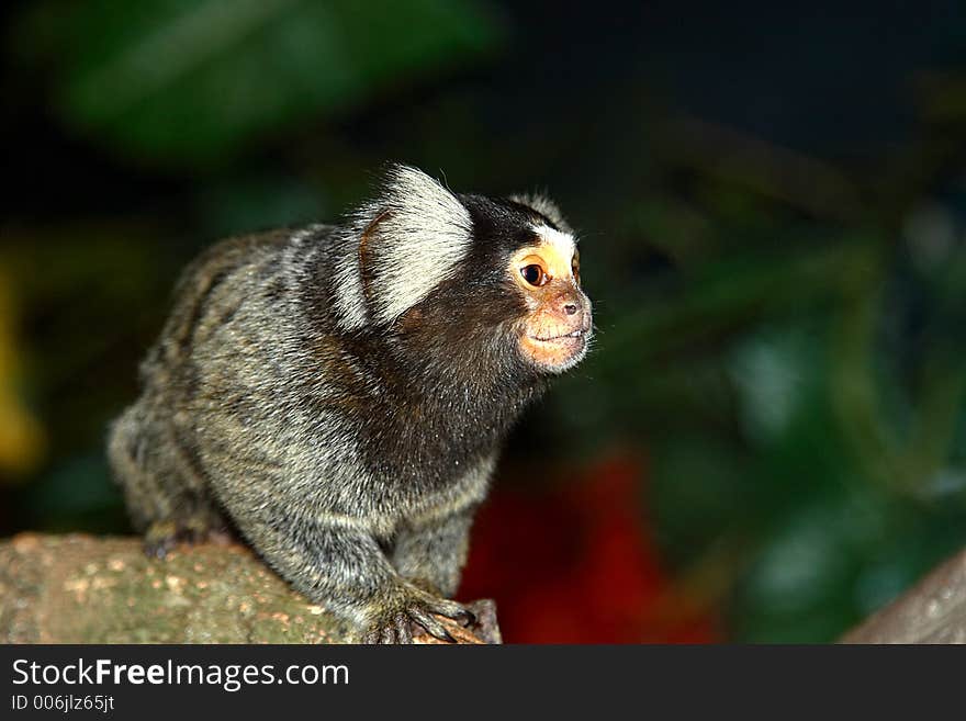 Monkey on branch