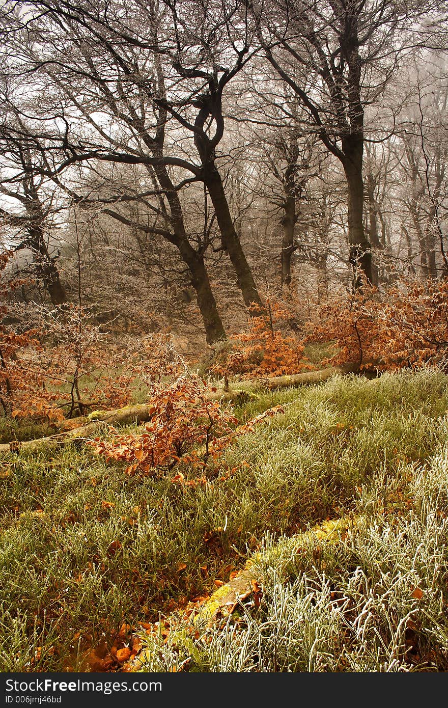 Beginning of winter in forest in Giant mountains. Beginning of winter in forest in Giant mountains.