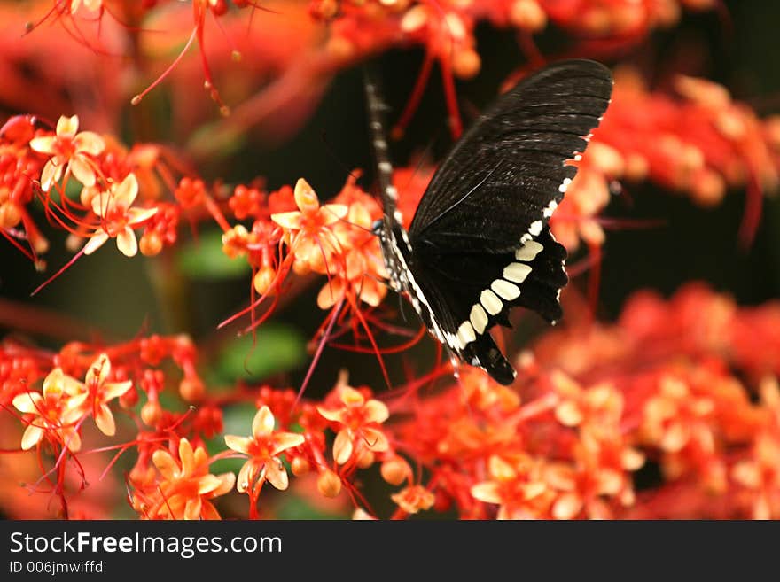 Butterfly and flower