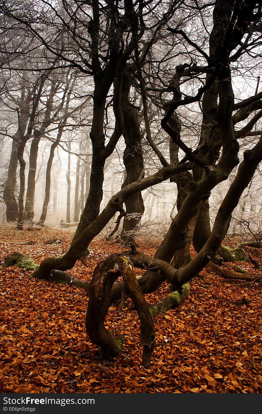 Beginning of winter in forest in Giant mountains. Beginning of winter in forest in Giant mountains.