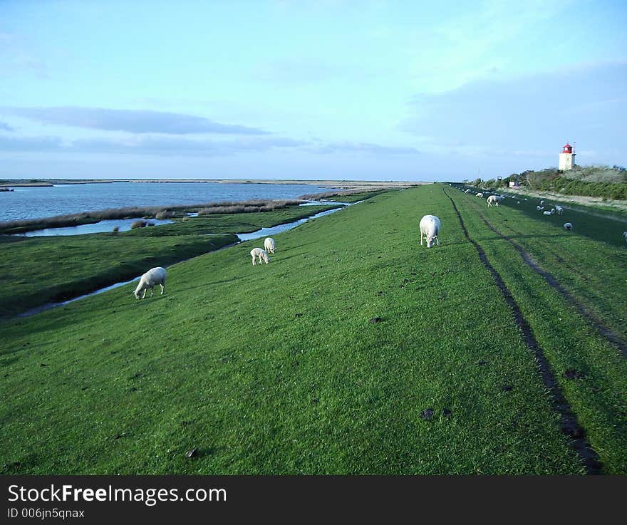 Dike with lighthouse and sheeps