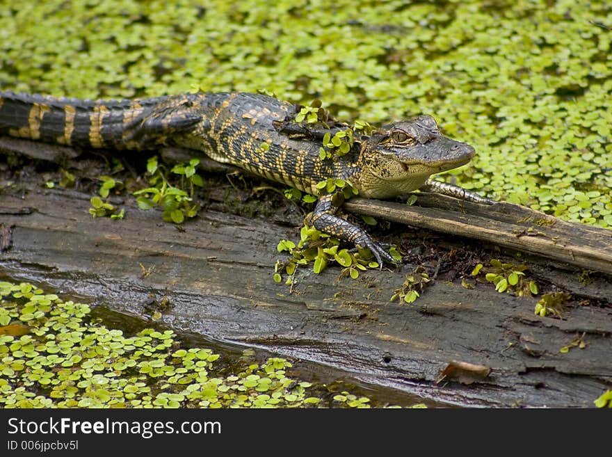 Baby alligator on a log. Baby alligator on a log