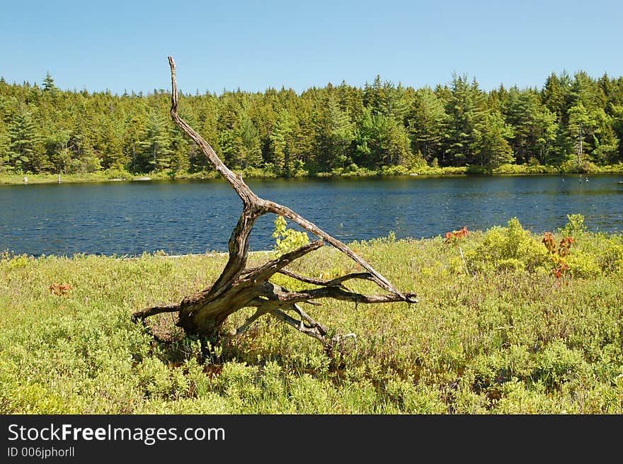 An old dead tree in a park owned by a large logging company. An old dead tree in a park owned by a large logging company.