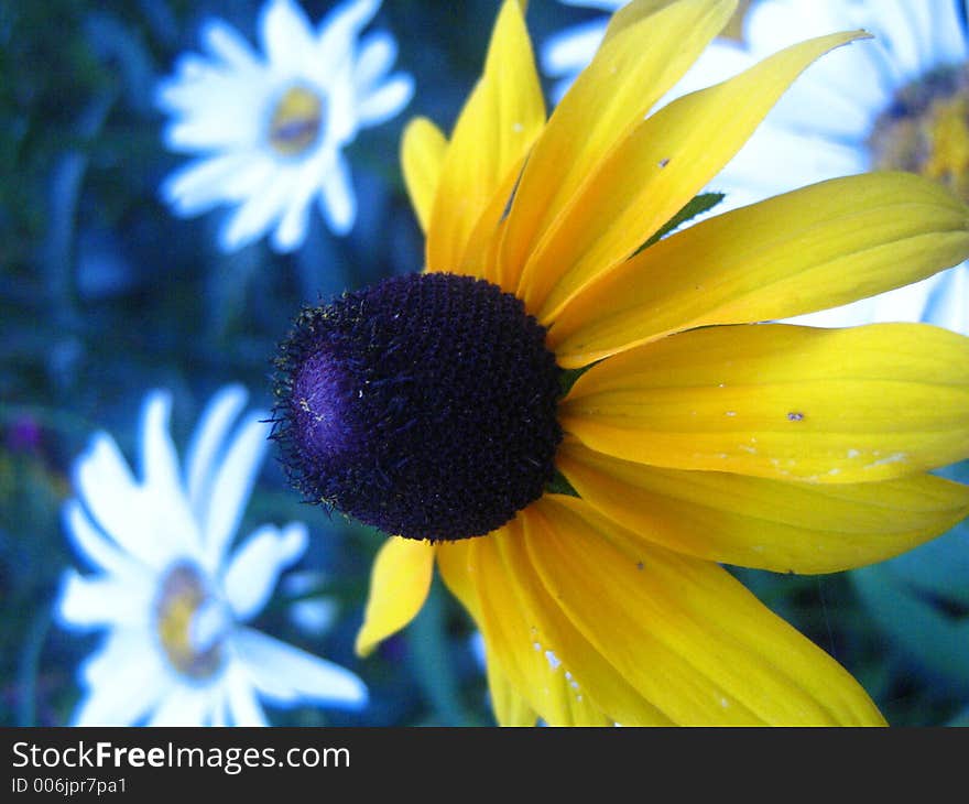 Black Eye Susan dazzler