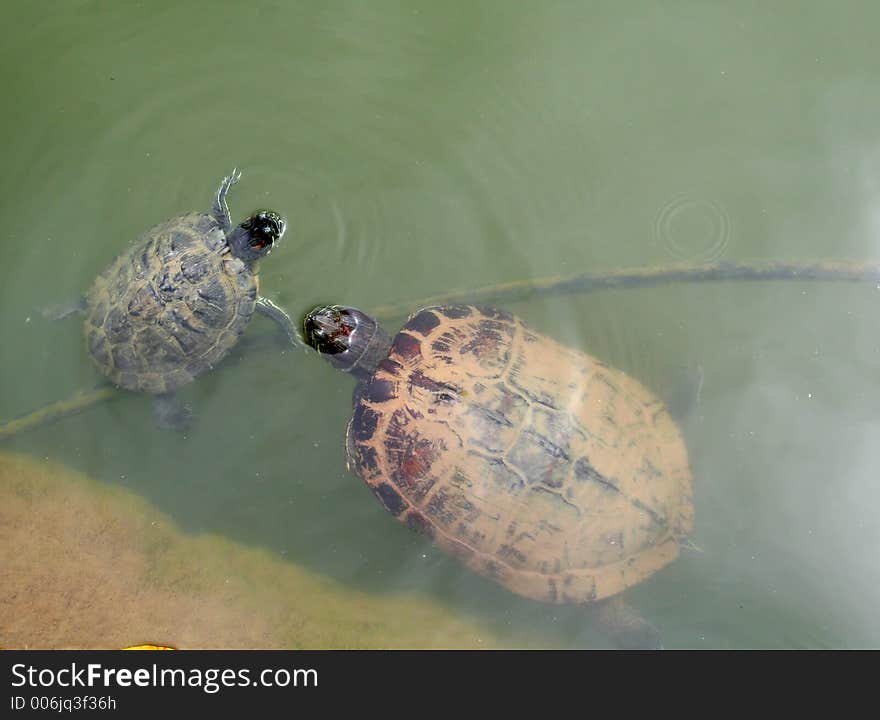 Turtles