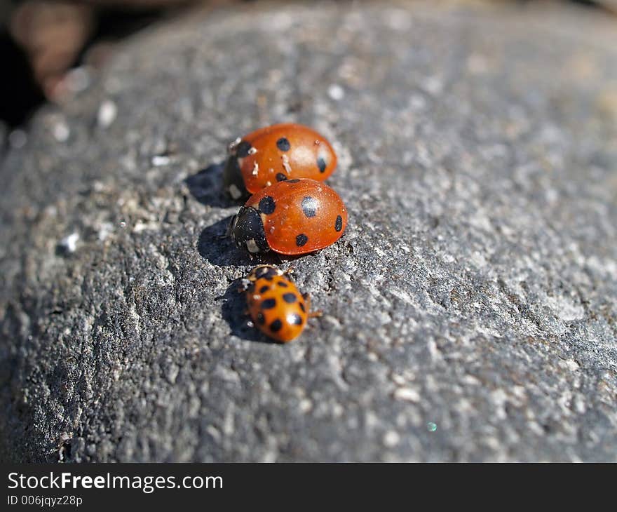 Race of ladybirds, close-up