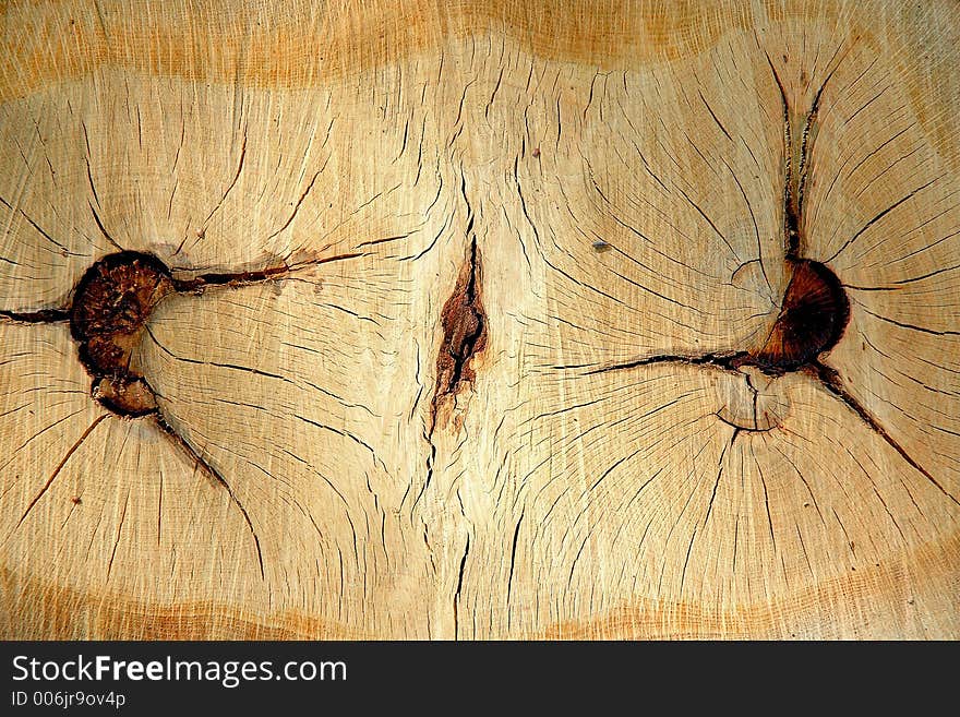 Cross section of twin tree stump. Cross section of twin tree stump