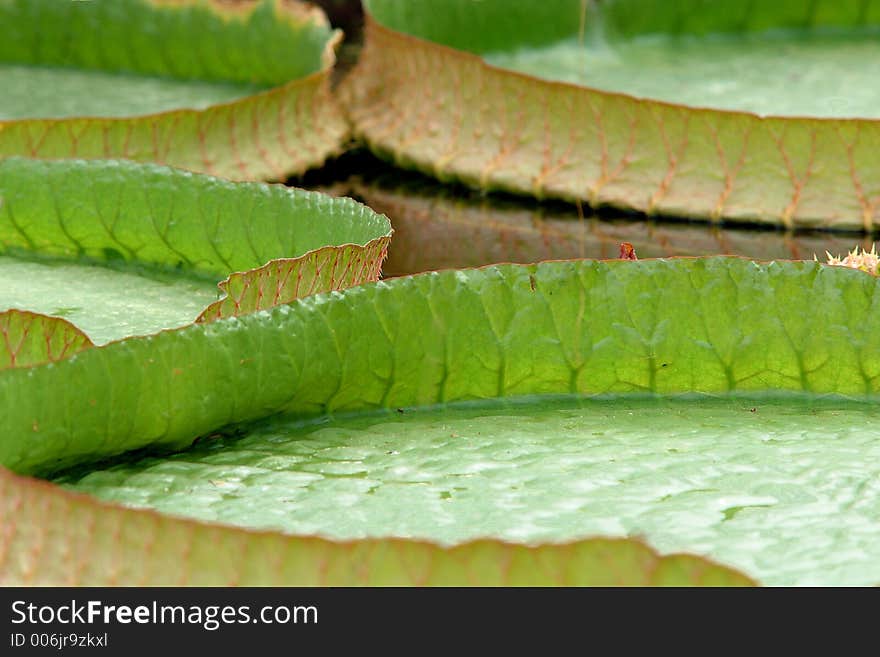 Within a couple of days the young leaves can obtain a diameter of 2,5 metres. The carrying capacity of a leaf is about 40 kilos. Within a couple of days the young leaves can obtain a diameter of 2,5 metres. The carrying capacity of a leaf is about 40 kilos.