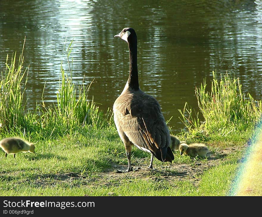 Canadian Goose