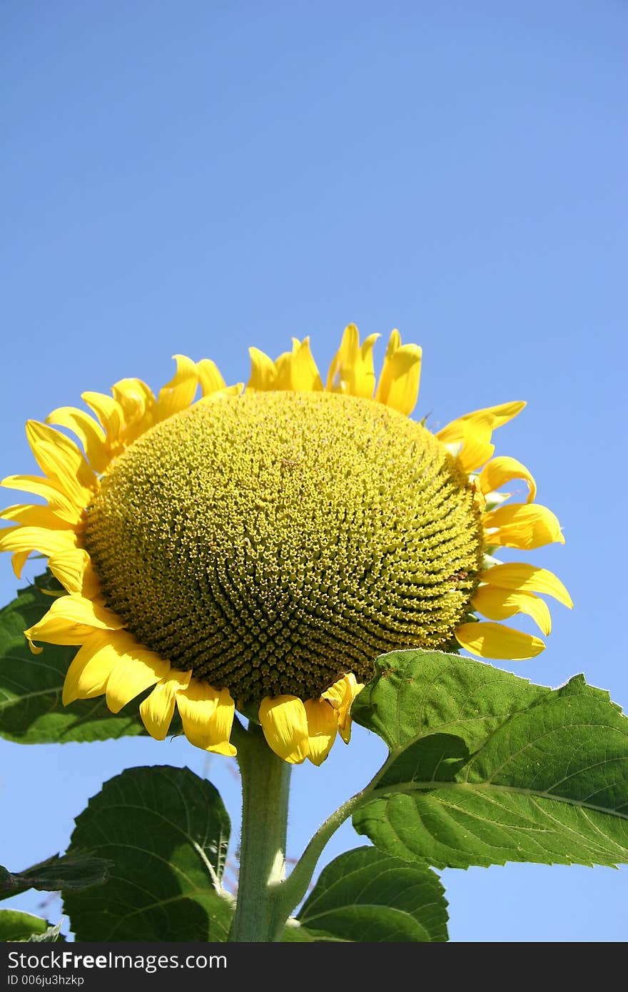 Sunflower And A Blue Sky