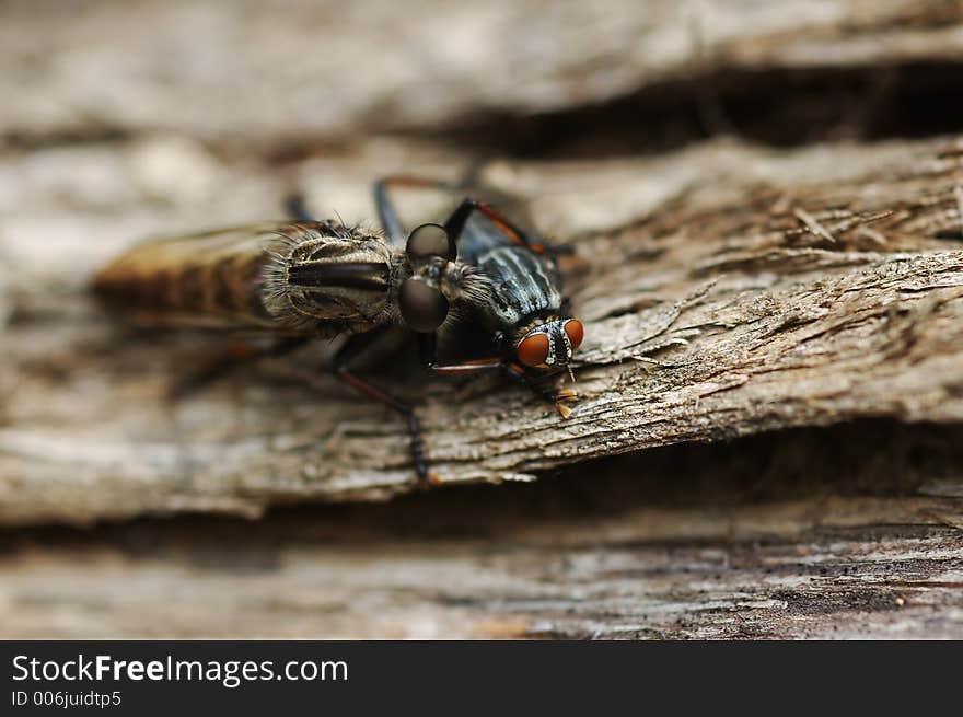 Two fly type insects on a log- one devouring the other. Two fly type insects on a log- one devouring the other.