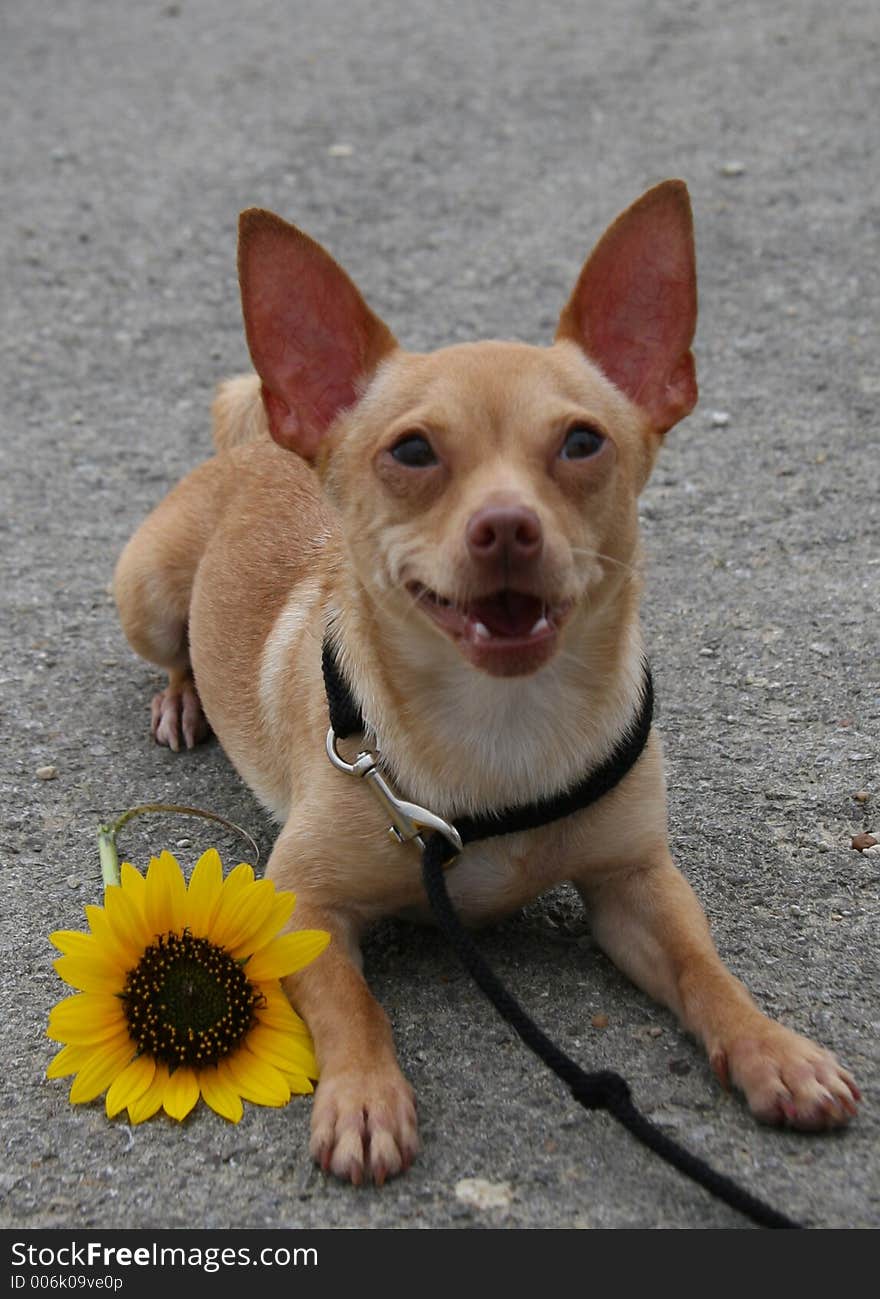 Chihuahua with flower and side grin. Chihuahua with flower and side grin