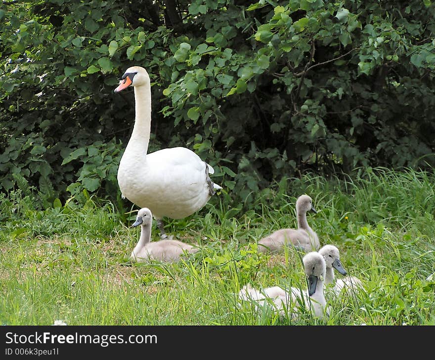 Swan with her young. Swan with her young