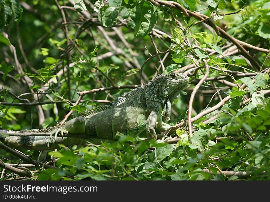 Green iguana