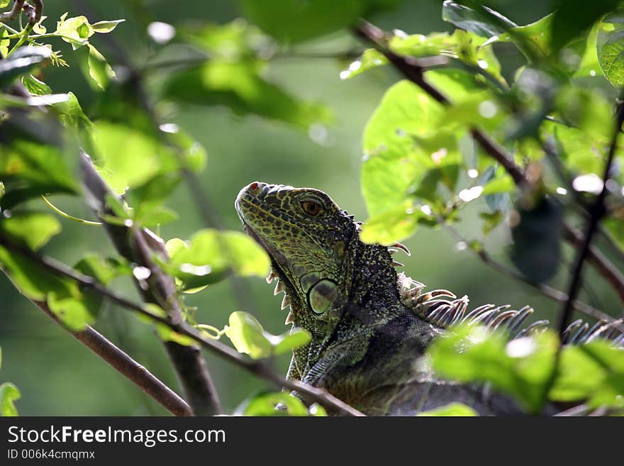 Green iguana