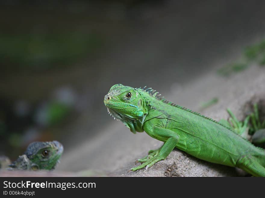 Green iguana