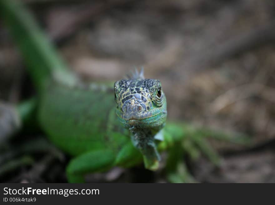 Green iguana