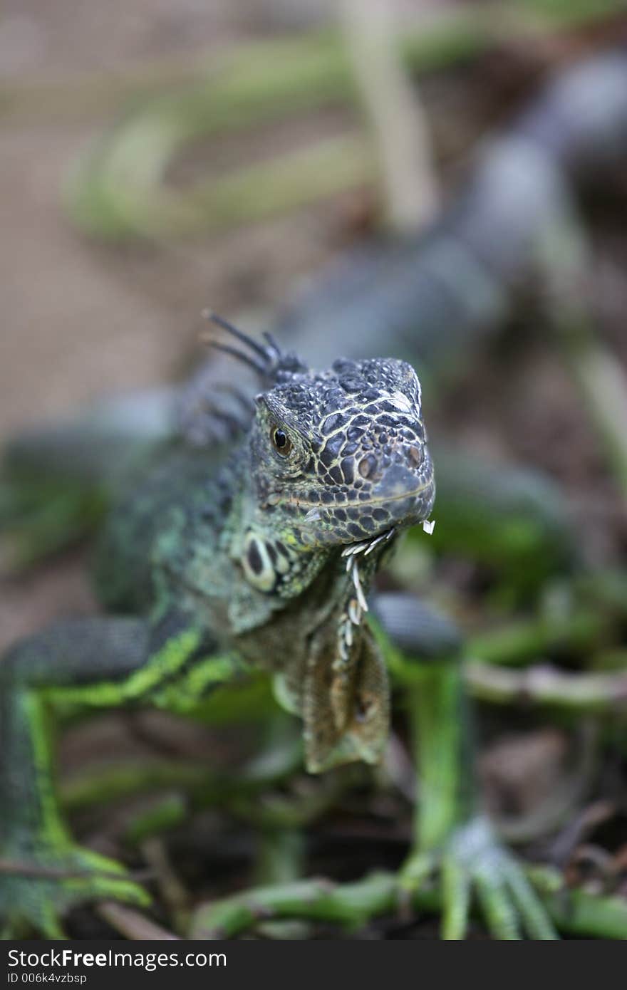 Green iguana