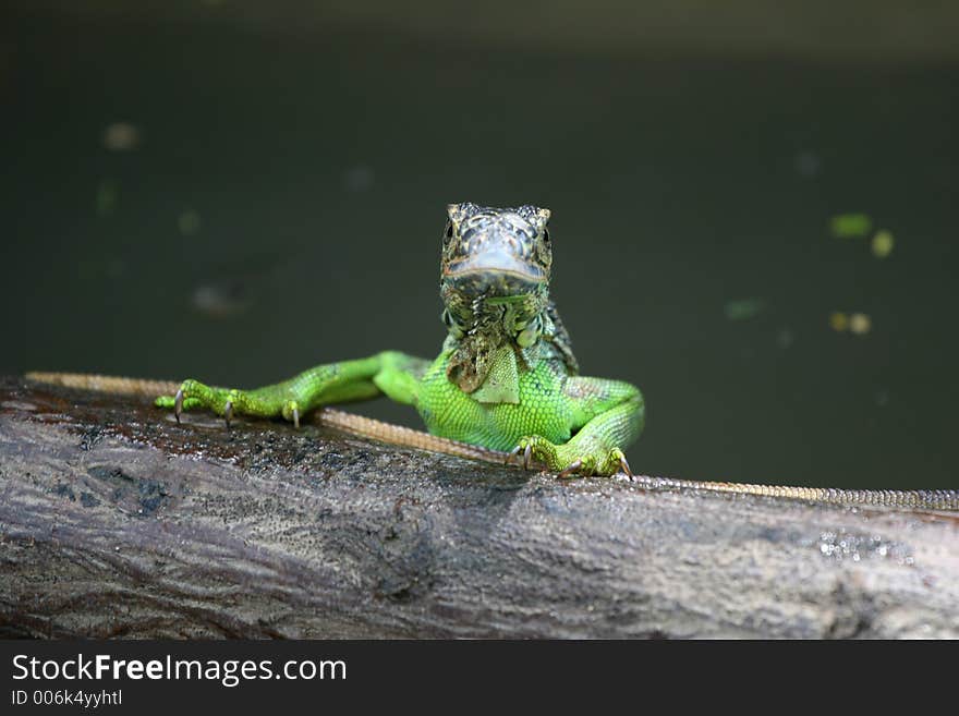 Iguana