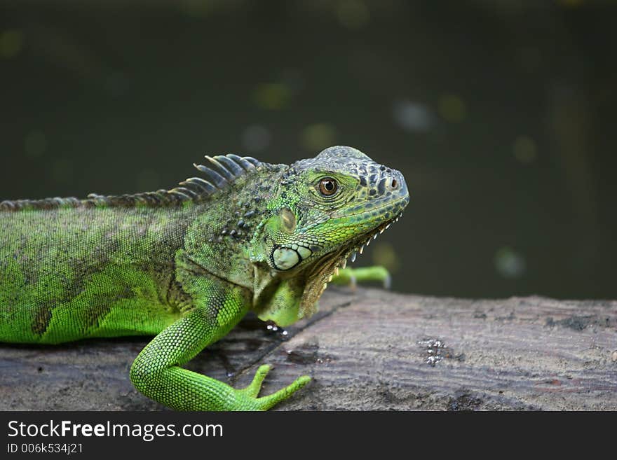 Green iguana