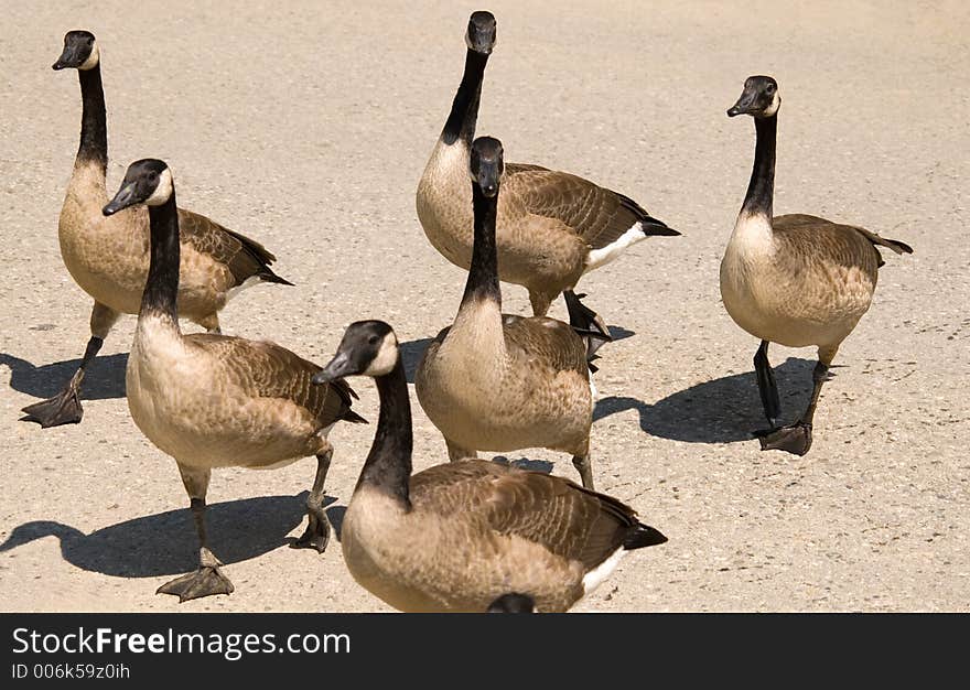 Crossing The Road