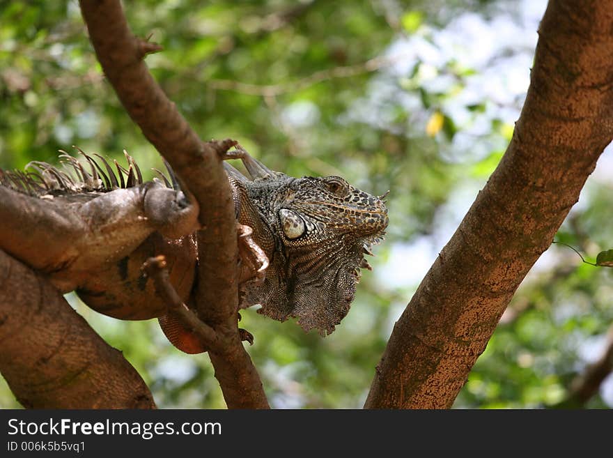 Old iguana