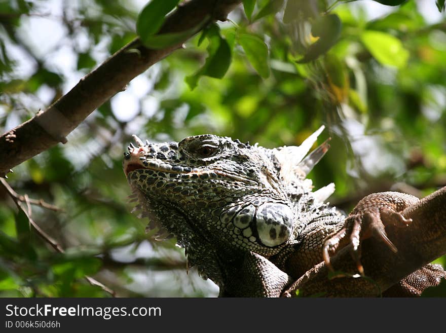 Iguana