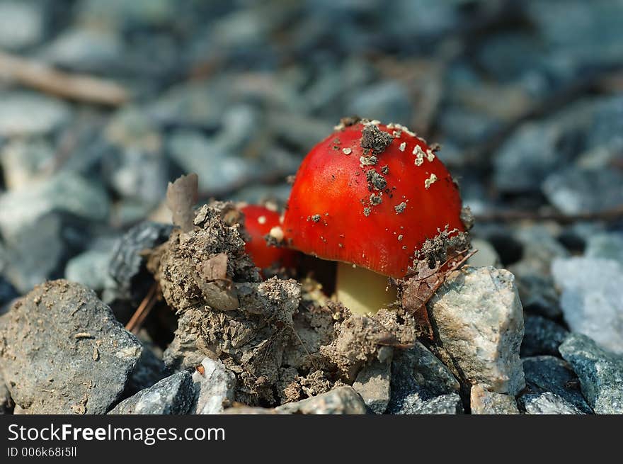 A close shot of two orange mushrooms pushing their way up through gravel. A close shot of two orange mushrooms pushing their way up through gravel.