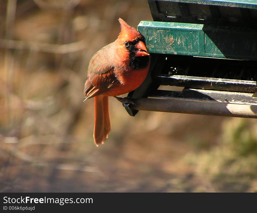 Male Cardinal