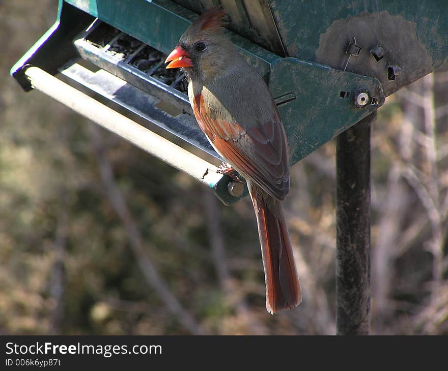 Female Cardinal pose #4. Female Cardinal pose #4