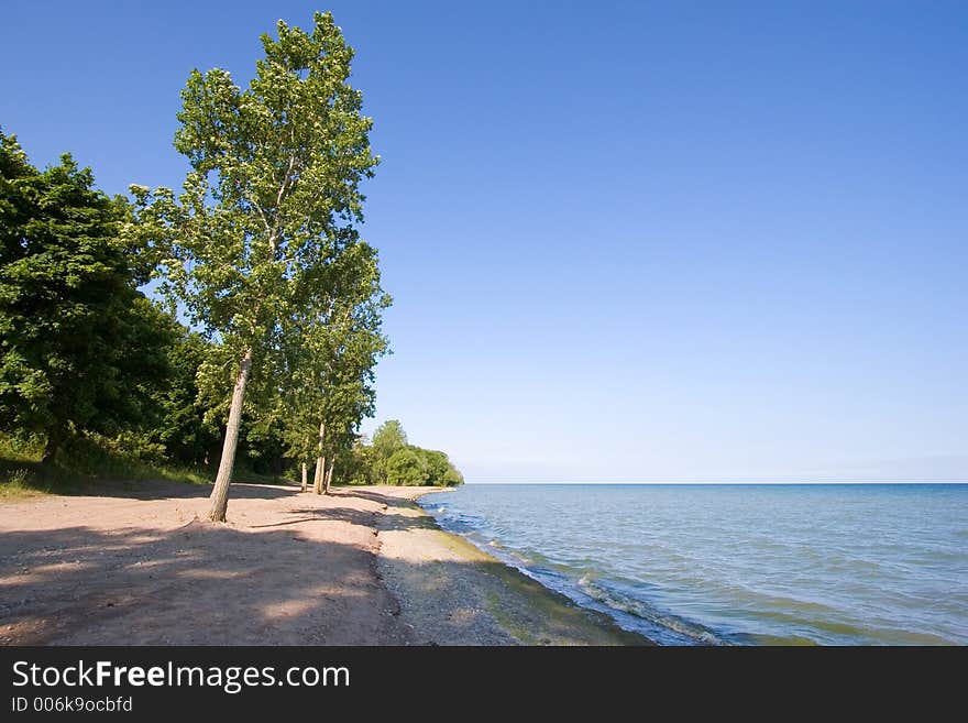 Shoreline with trees