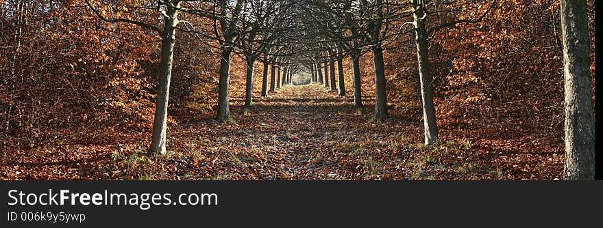 Autumn in the countryside  in denmark an alignement of trees
double picture (reversed and copied). Autumn in the countryside  in denmark an alignement of trees
double picture (reversed and copied)