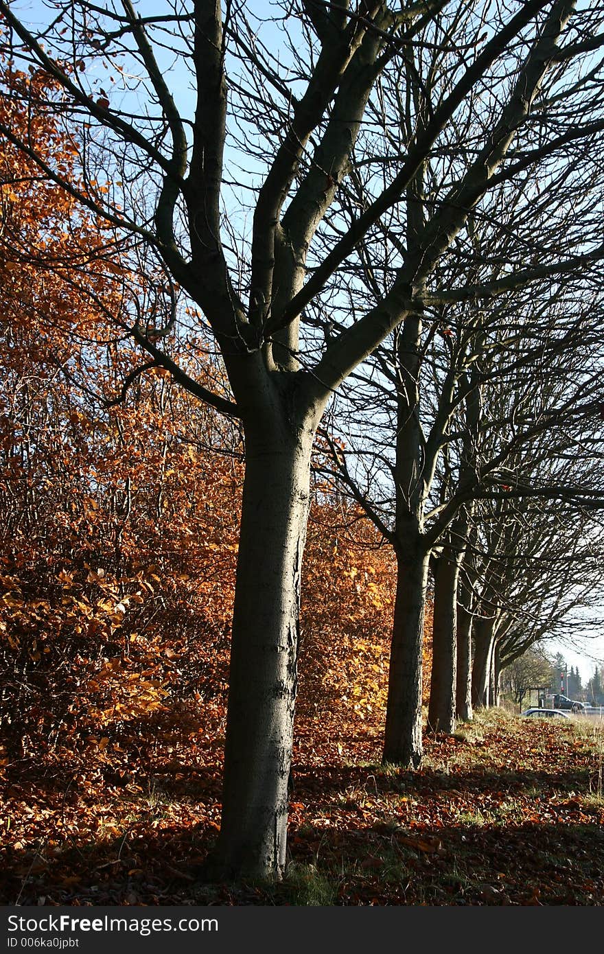 Autumn in the countryside in denmark an alignement of trees. Autumn in the countryside in denmark an alignement of trees