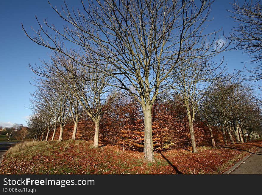 Autumn in the countryside  in denmark an alignement of trees. Autumn in the countryside  in denmark an alignement of trees