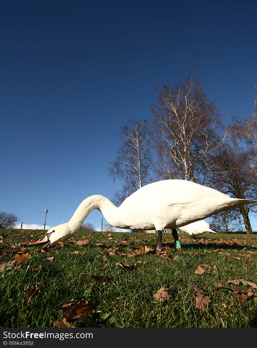 Swans walking