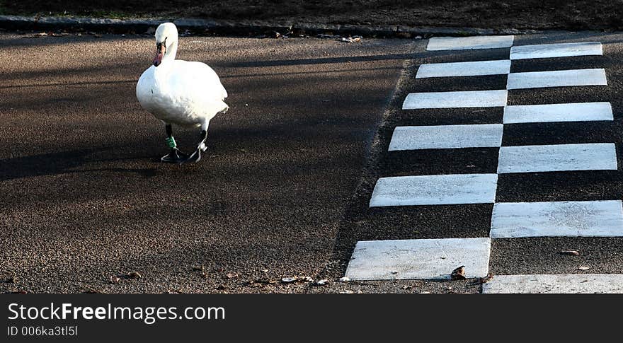 Swans walking