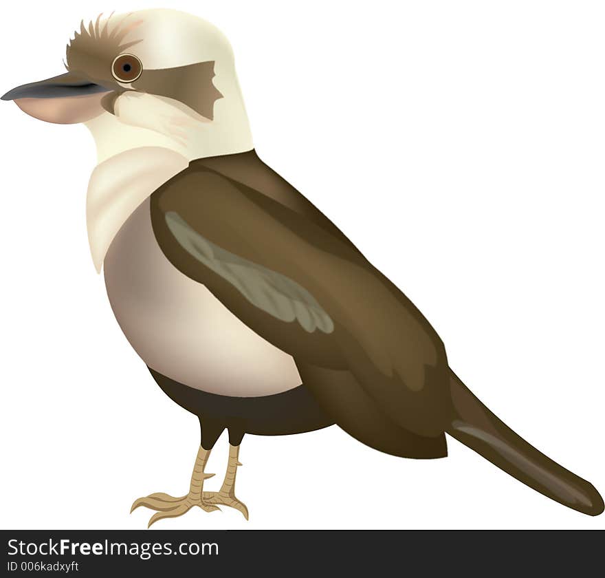 Kookaburra