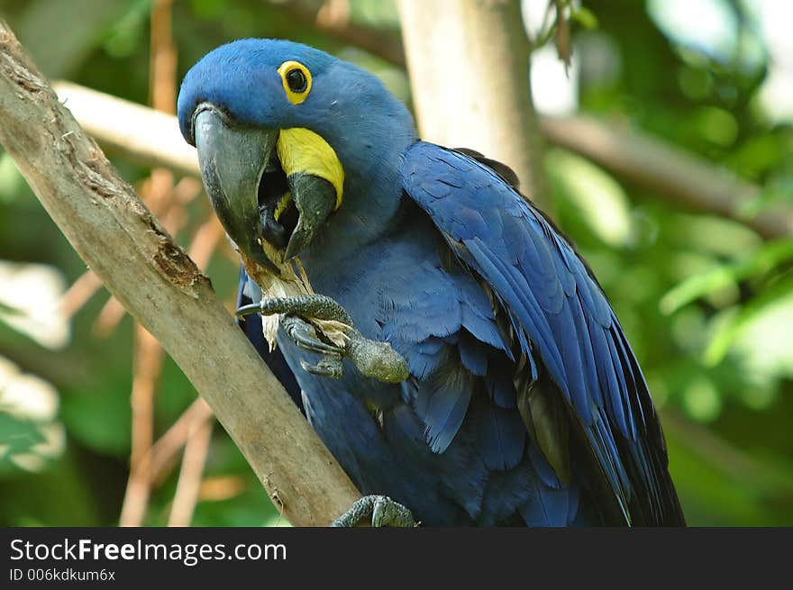 Blue parrot. Blue parrot