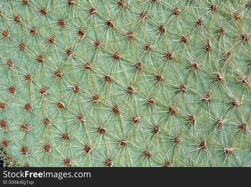 Cactus close up