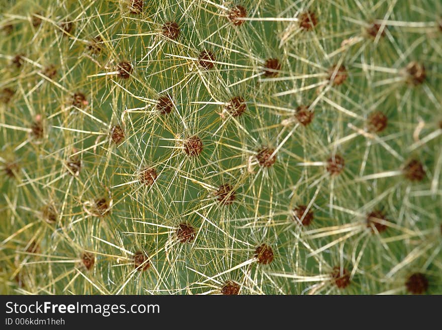 Cactus close up